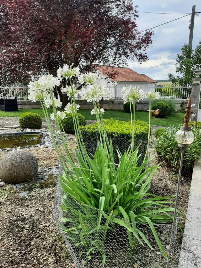 Des Agapanthes *